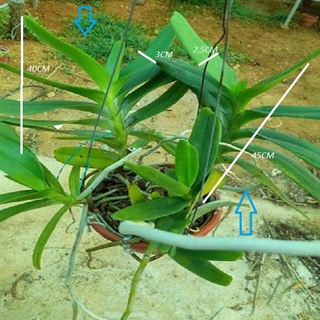 Hoa lan giáng hương hoàng nhạn tháng 8( cây to) + Tặng 02 cây nhót ngọt