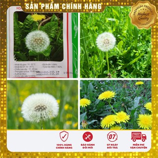 Hạt Giống Bồ Công Anh( 50 hạt)