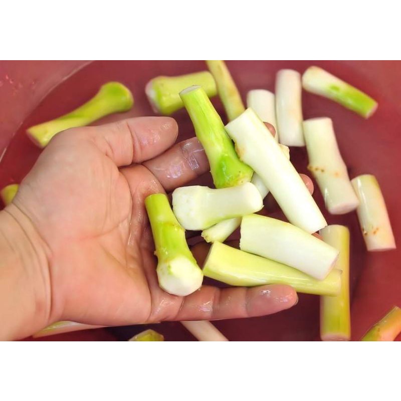 Ngó khoai  ngọt, không ngứa