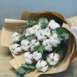 Hoa bông gòn siêu đẹp