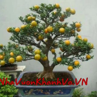 Cam Nhật lá nhỏ  đang trái bonsai
