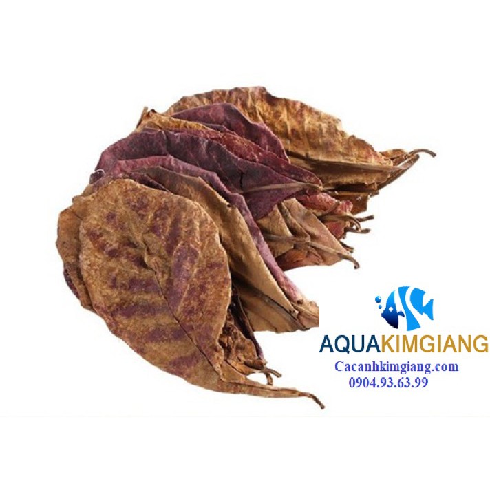 Lá Bàng khô giưỡng cá betta và cá cảnh - 2 lá