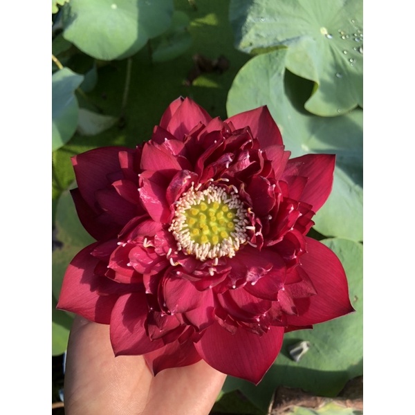 Củ sen đỏ Red Phoenix Phượng hoàng lửa