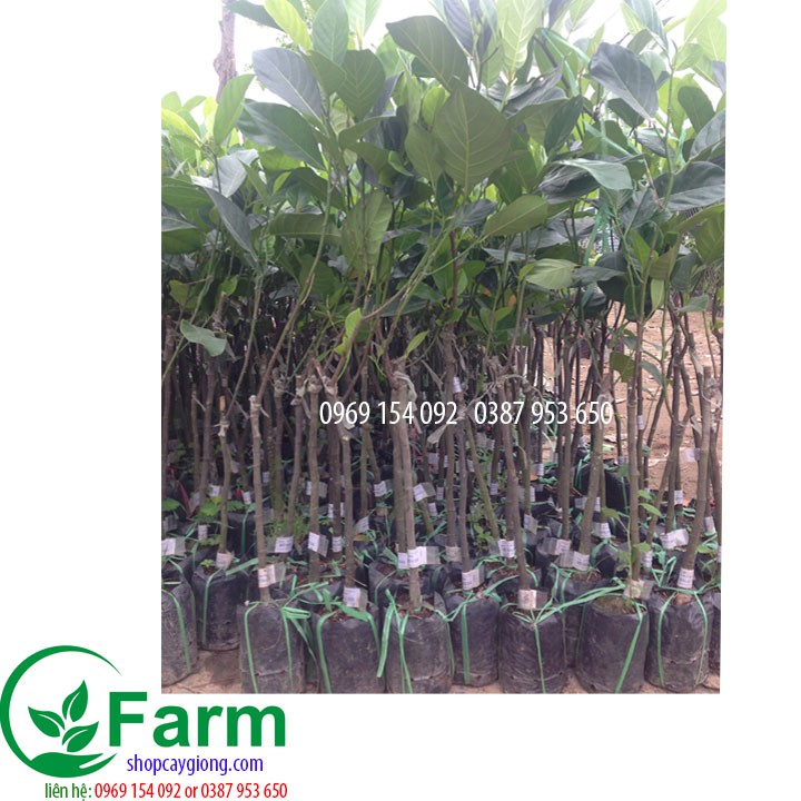 cây mít malaysia - bầu sơ dừa