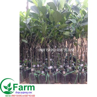 Cây mít malaysia - bầu sơ dừa