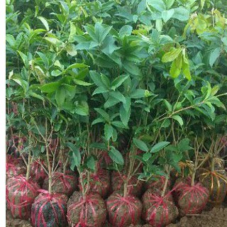 cây mộc hương cao 50-60cm (mộc hương ta)giống