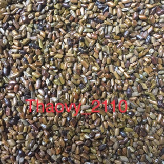 [Mã TOYDEC hoàn 20K xu đơn 50K] Hạt muồng muồng sạch túi 3kg