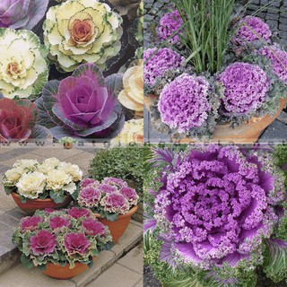 Hạt giống rau bắp cải tí hon tím