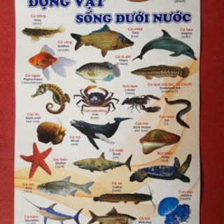 Bộ tranh treo tường cho bé