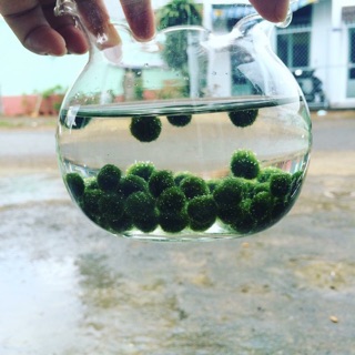 SỈ Combo 10 pé Marimo( tặng kèm hủ thủy tinh )