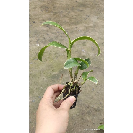 Denro đột biến lá biên