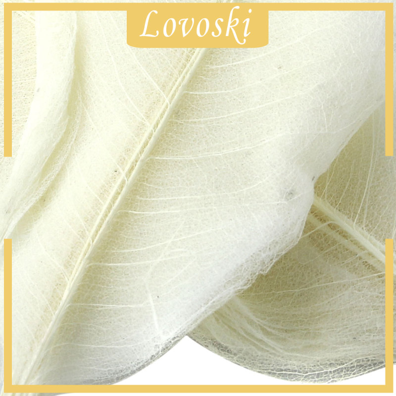 Bộ 50 Lá Mộc Lan Tự Nhiên Dùng Để Trang Trí