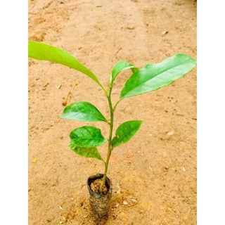 Cây mộc lan giống(1bầu)