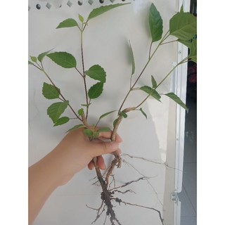 Cây giống vọng cách (lá cách)