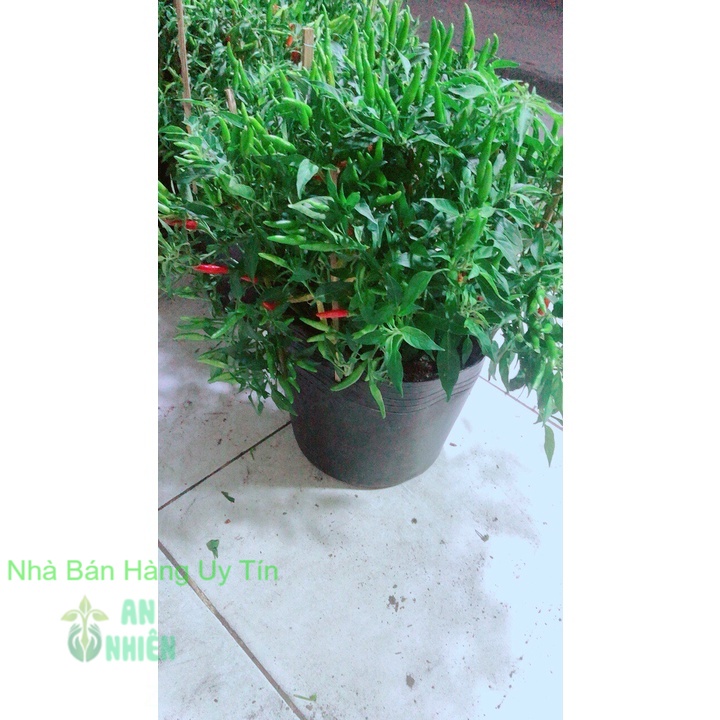 Bụi Ớt Hiểm Nhiều Trái