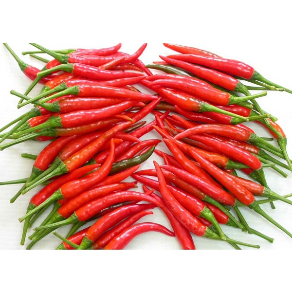 Hạt giống ớt chỉ thiên trái dài siêu cay- rau củ quả trồng chậu, sân vườn ban công nảy mầm cao 0.1gr RADO911