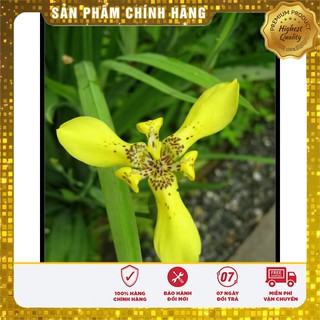 Hạt giống hoa Diên vĩ Vàng (Iris Vàng )