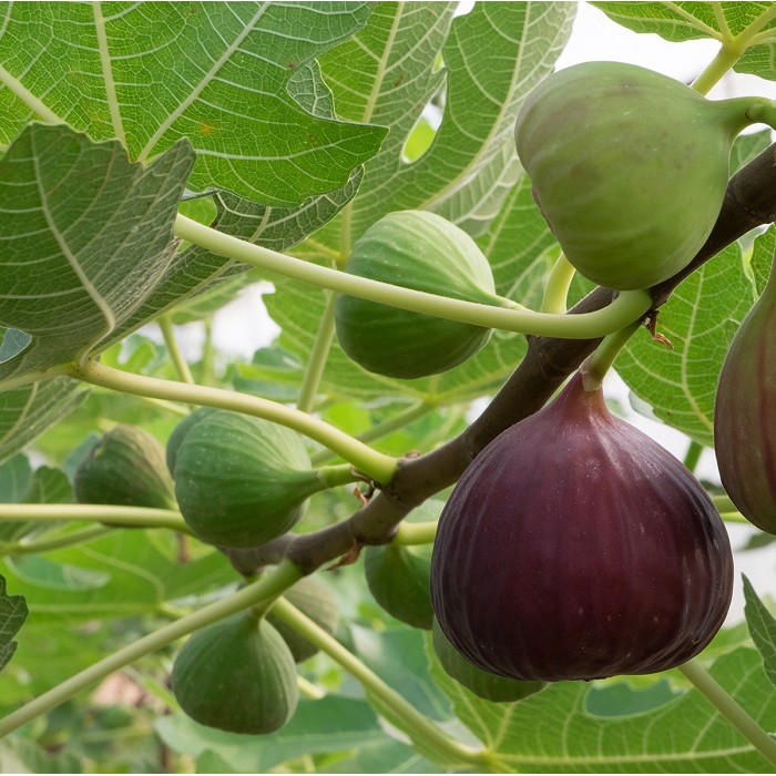 Cây giống Sung Mỹ nhập khẩu kết trái chỉ sau vài tháng trồng có sẵn (ảnh thật cây giống tại vườn)