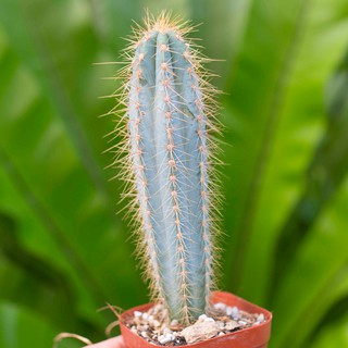 Xương rồng trụ xanh dương 15-20cm