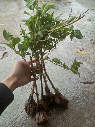 hoa  giấy  5mau
