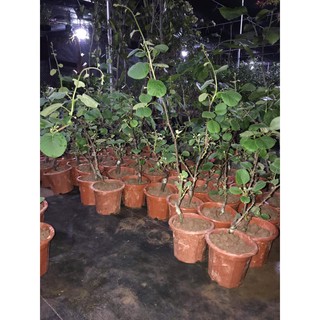 Bán cây kiwi