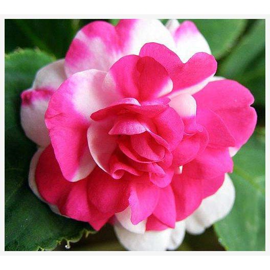 Hạt  giống hoa ngọc thảo kép mix 5 hạt/gói