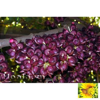 Hoa leo Huyết long 10 hạt