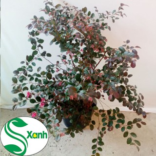 Cây Hồng Phụng Lá Tím Hoa Đỏ