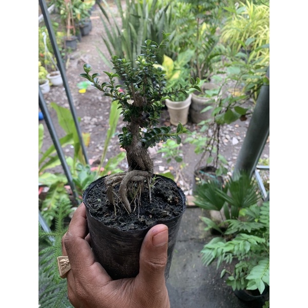 Cây Sam Hương mini để bàn và cây thô gốc lớn