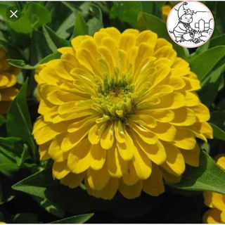 Hạt hoa cúc cali nhiều màu - gói 1 gram