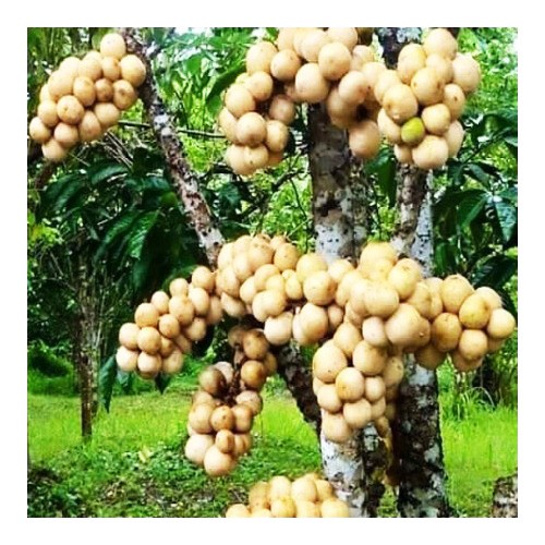 Bòn bon nhập Thái siêu ngon bao ăn bao ngọt giá trị dinh dưỡng cao rất tốt cho sức khỏe [ CHỈ GIAO TPHCM]
