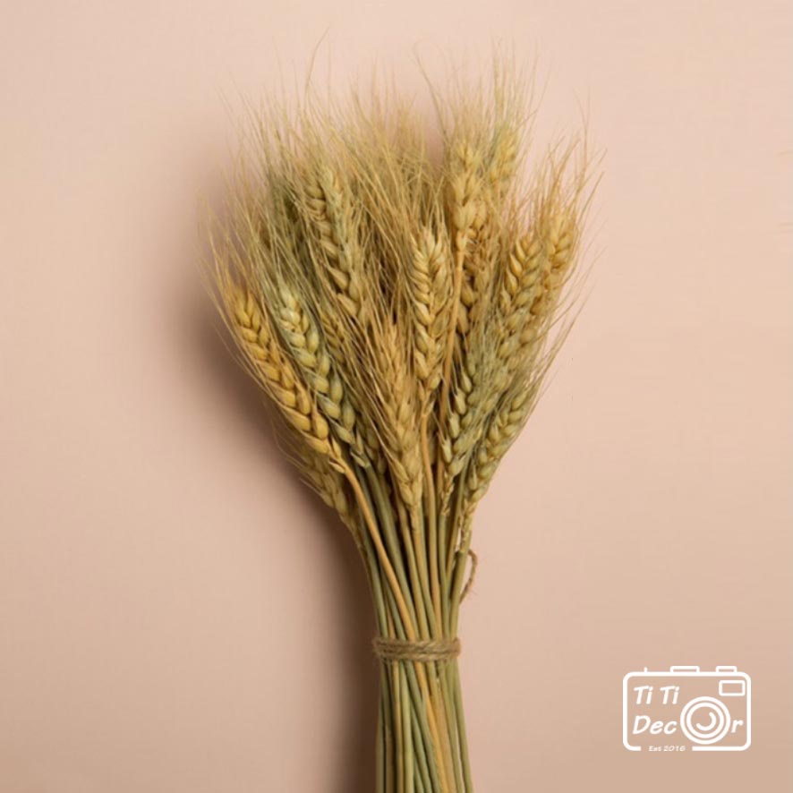 Bó Hoa Bông Lúa Mạch Khô TiTi Decor, Hoa Lá Khô Trang Trí