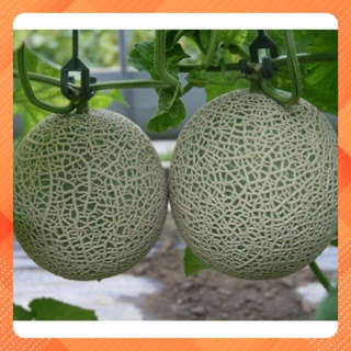 Hạt giống dưa lưới