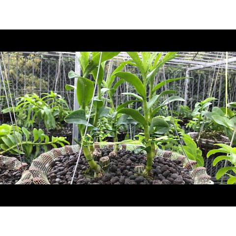 ( HOT ) Phân dê trồng cây (phân dê đã xử lý, sạch nấm bệnh, cỏ dại) 500gr