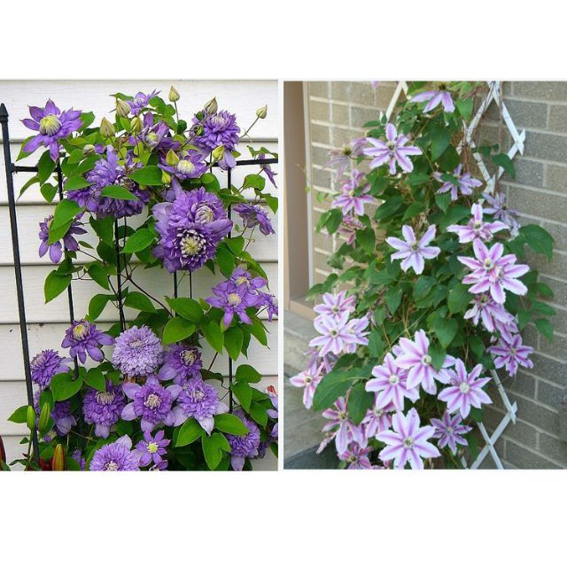 MẦM HOA LEO ÔNG LÃO ĐÃ CÓ MẦM