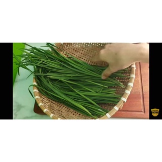 Củ giống hẹ , cây giống hẹ dùng trong nấu ăn
