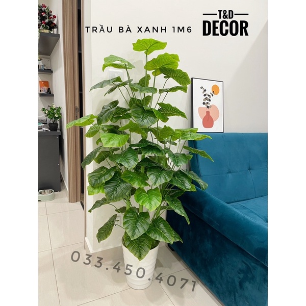CÂY GIẢ DECOR- Cây trầu bà xanh đủ kích thước từ 70cm đến 1M6