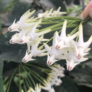 Cây Tên Lửa - Cây cảnh sân vườn