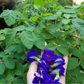 Gói 20 hạt giống hoa đậu biếc