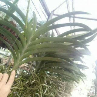 Hoa phong lan  vanda thái hoa tết