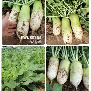 [PWL SEEDS] KOREAN RADISH - CỦ CẢI XANH HÀN QUỐC, HẠT GIỐNG 100+ HẠT/ỐNG