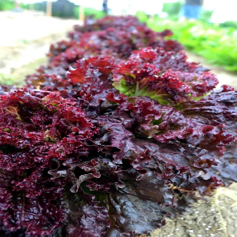 [Hạt Giống Thái Lan] Xà Lách Ruby Đỏ (Gói zin 5GRam)