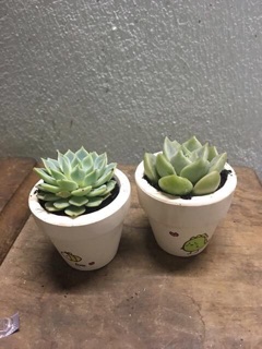 Chậu cây sen đá mini gốm trắng ( 25k)