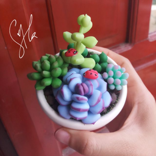 Sen mix size 7cm