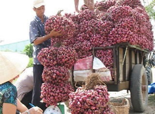 Hành tím Ta loại 1