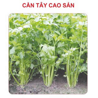 5gr - HẠT GIỐNG CẦN TÂY