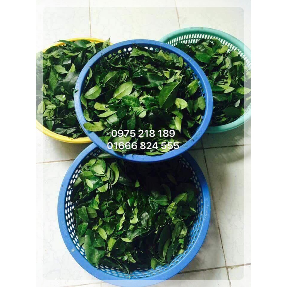 Sỉ khô gà lá chanh 155k hàng loại 1 bao dai, bao ngon [SỈ RẺ NHẤT] | BigBuy360 - bigbuy360.vn