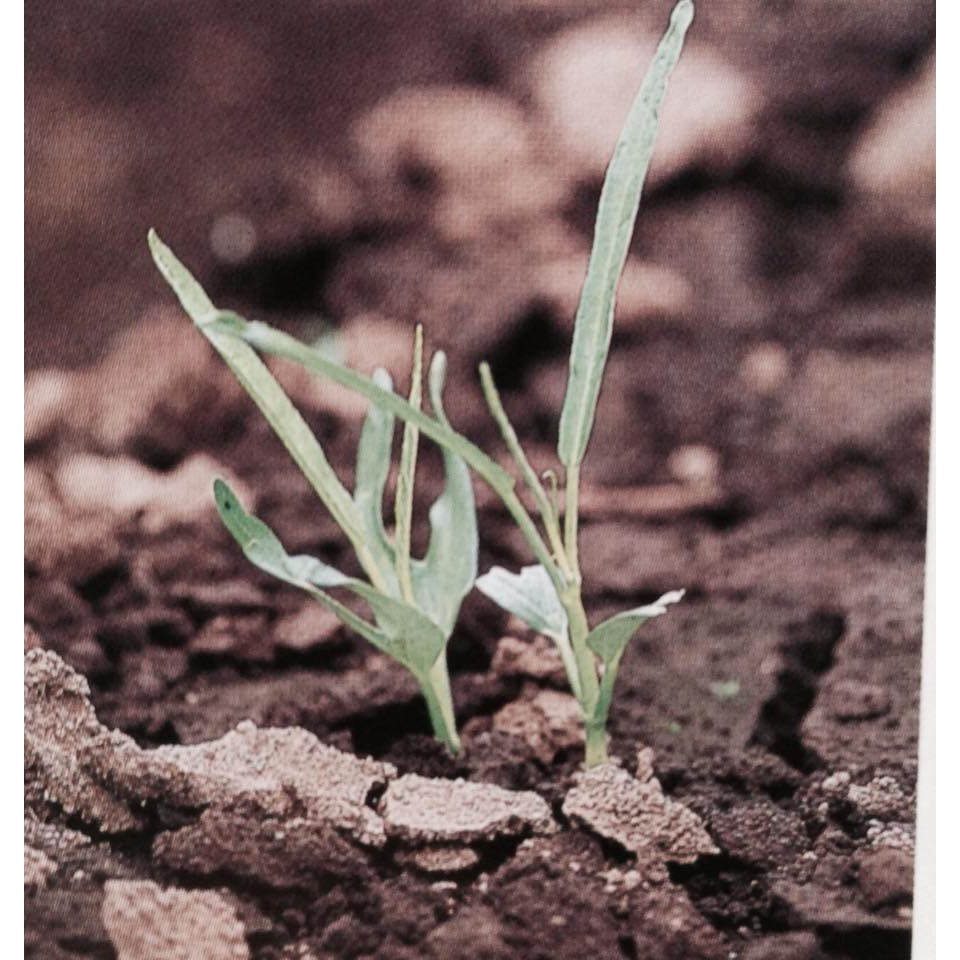 [FREESHIP 99K TOÀN QUỐC][sỉ lẻ] Hạt giống rau muống- 50g