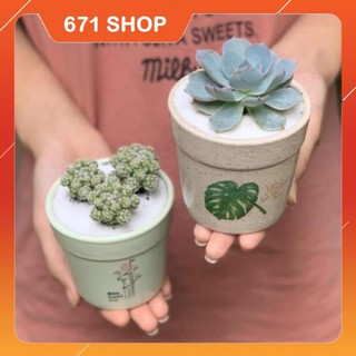 Bộ 2 Cây Mini - 9x9x15 Cm - Dáng Trôn Ốc - Sen Đá Hồng Phấn, Xương Rồng Trứng Chim Cút & Chậu Trồng Cây Gốm Sứ