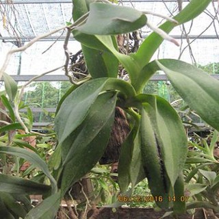 Sản phẩm 1 BÓ LAN RỪNG QUẾ TÍM - Hàng chuẩn Rừng - HOA ĐẸP THƠM + Tặng (0,3kg) phân hữu cơ cao cấp